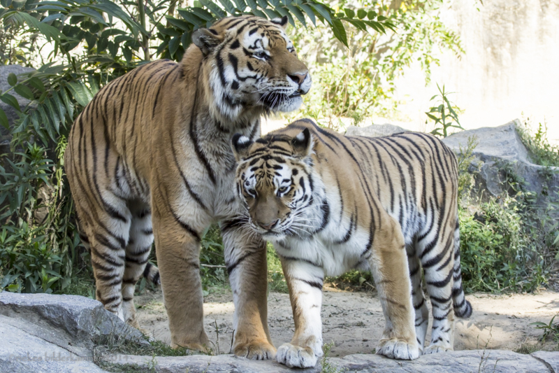 Sibirische Tiger aus dem Tierpark Berlin