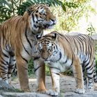 Sibirische Tiger aus dem Tierpark Berlin