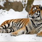 Sibirische Tiger