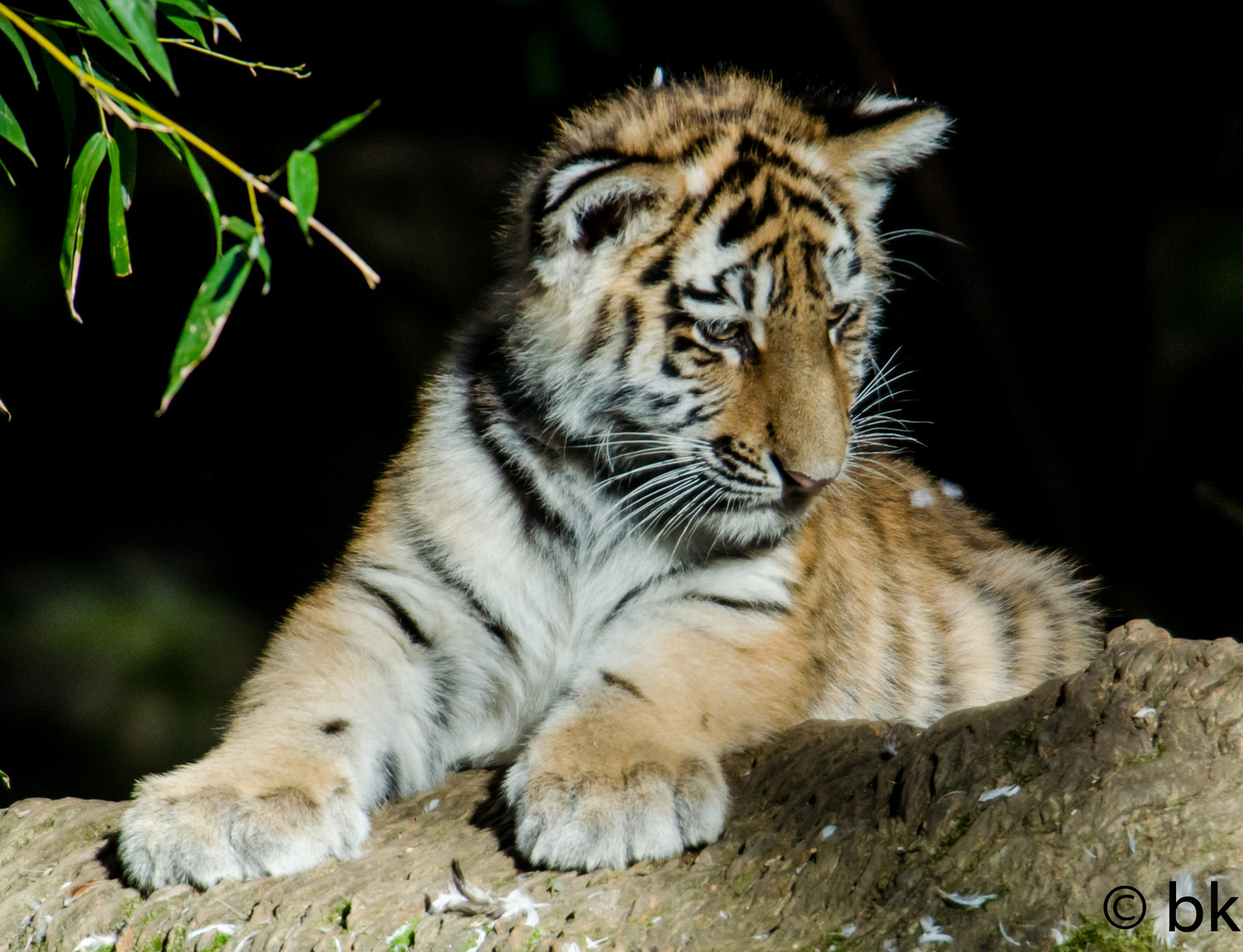 Sibirische Tiger Baby