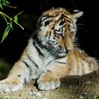 Sibirische Tiger Baby
