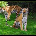 Sibirische Tiger im Zoo Wuppertal...