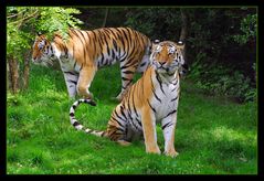 Sibirische Tiger im Zoo Wuppertal...