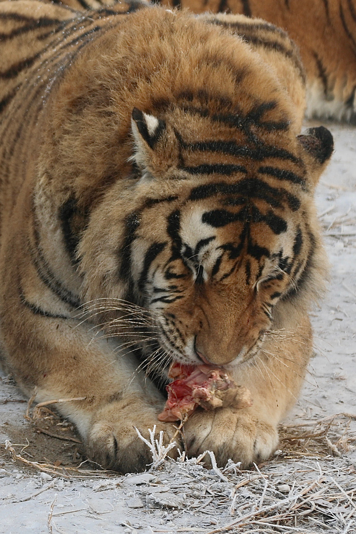 Sibirische Tiger (Panthera tigris altaica) (I)