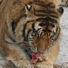 Sibirische Tiger (Panthera tigris altaica) (I)