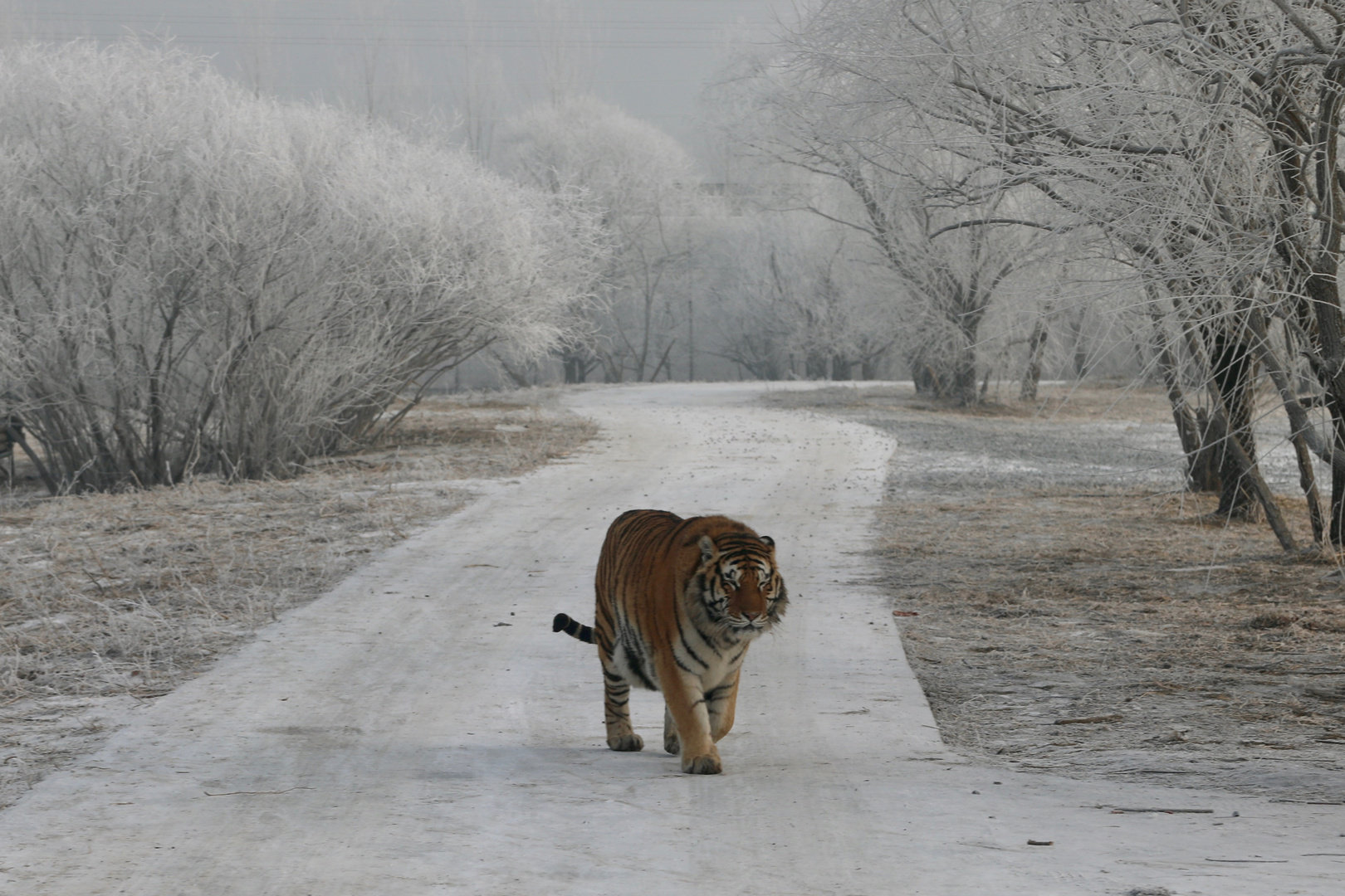 Sibirische Tiger (Panthera tigris altaica) (II)