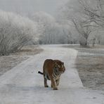 Sibirische Tiger (Panthera tigris altaica) (II)