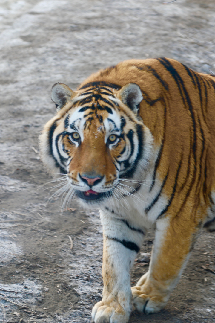 Sibirische Tiger (Panthera tigris altaica) (III)