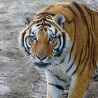 Sibirische Tiger (Panthera tigris altaica) (III)