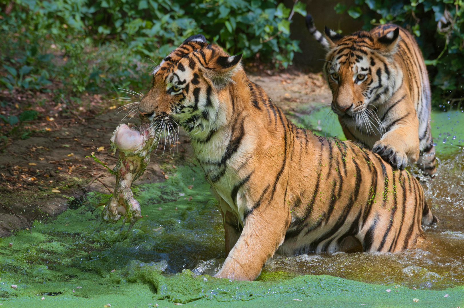 Sibirische Tiger (Panthera tigris altaica) im Duisburger Zoo