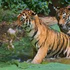 Sibirische Tiger (Panthera tigris altaica) im Duisburger Zoo