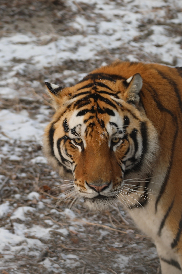 Sibirische Tiger (Panthera tigris altaica) (IV)