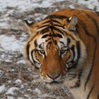 Sibirische Tiger (Panthera tigris altaica) (IV)