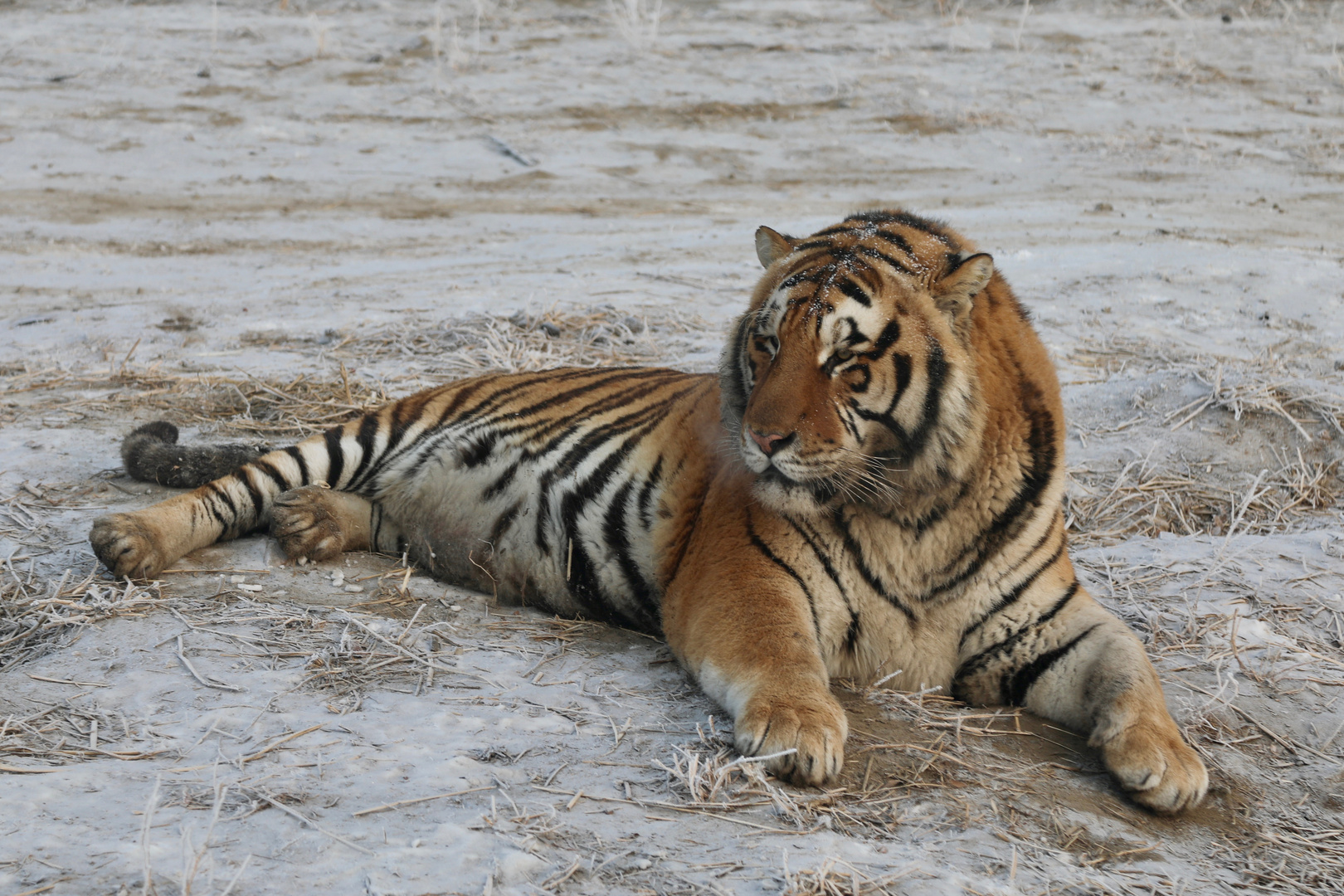 Sibirische Tiger (Panthera tigris altaica) (IX)