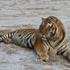 Sibirische Tiger (Panthera tigris altaica) (IX)