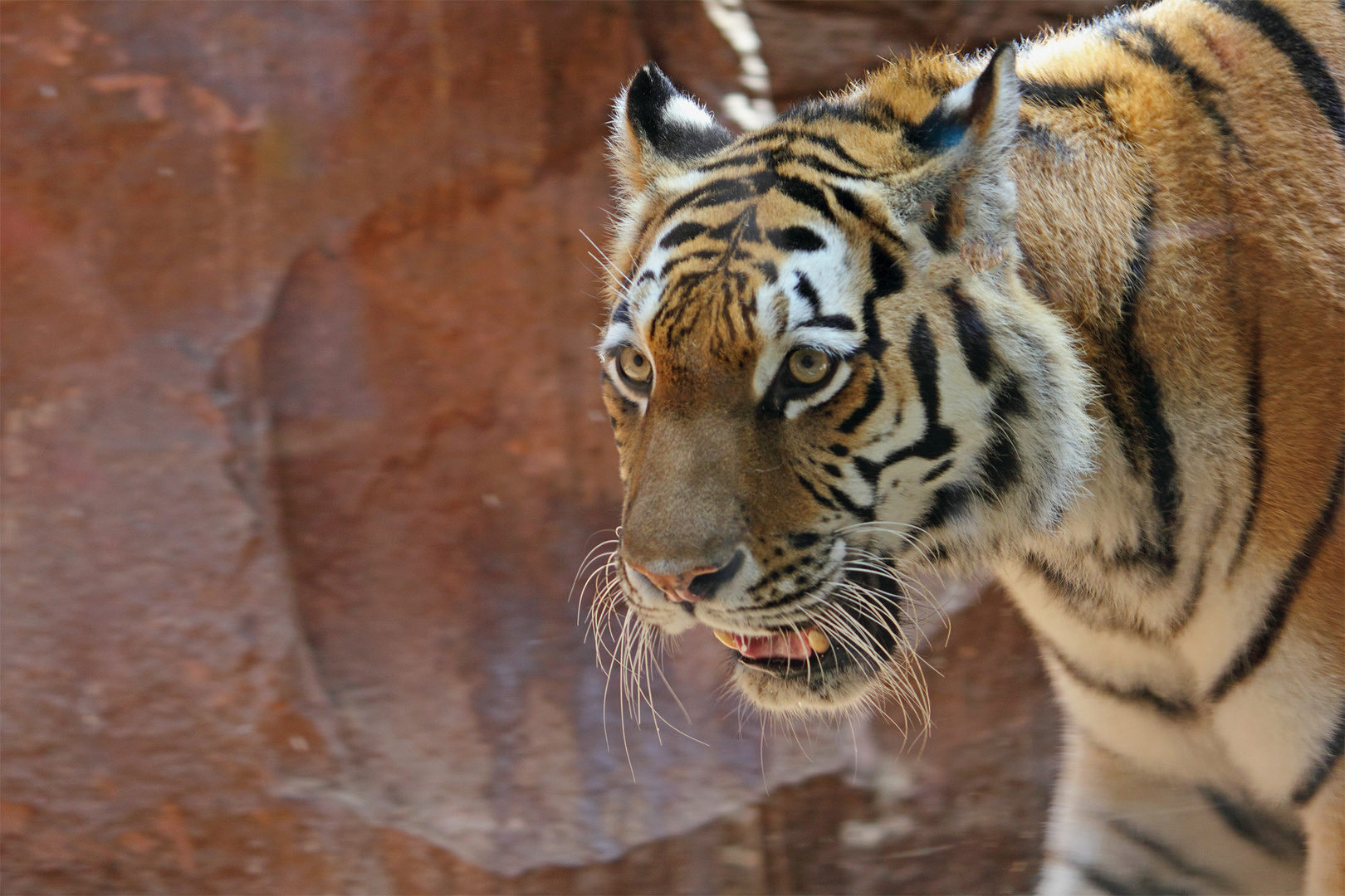 Sibirische Tiger (Panthera tigris altaica) oder Amur-Tiger
