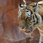 Sibirische Tiger (Panthera tigris altaica) oder Amur-Tiger