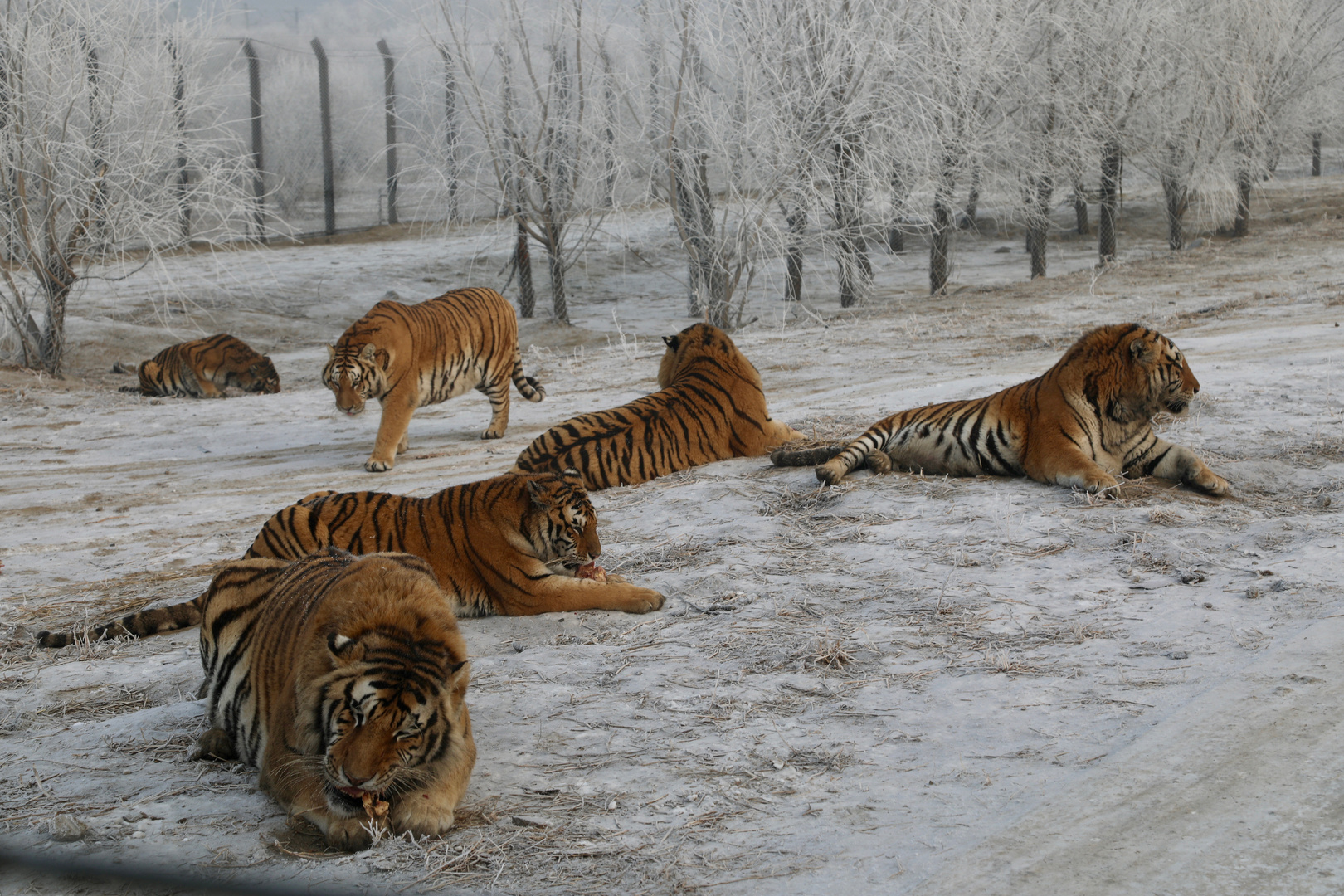 Sibirische Tiger (Panthera tigris altaica) (V)
