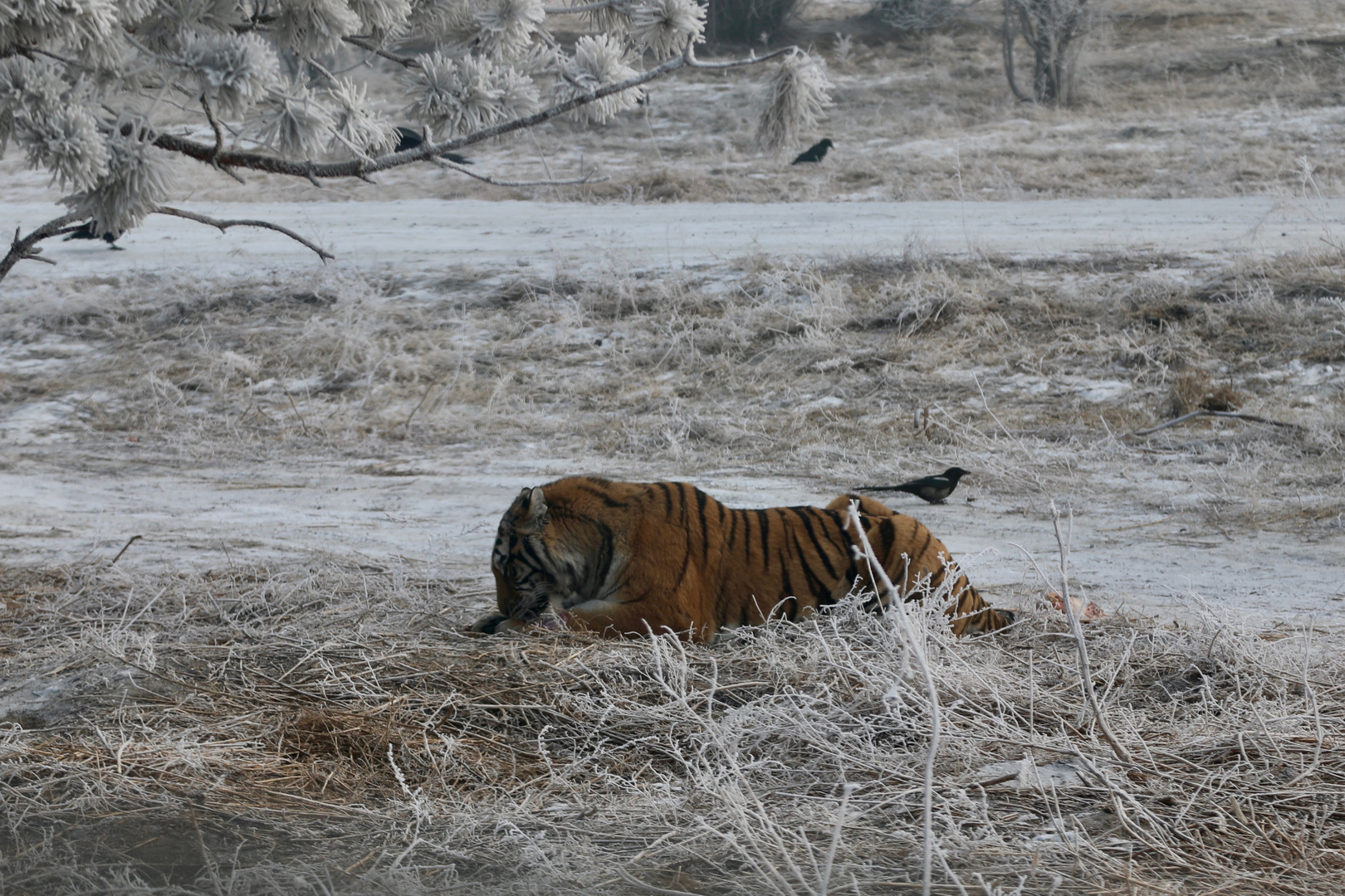 Sibirische Tiger (Panthera tigris altaica) (VI)