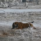 Sibirische Tiger (Panthera tigris altaica) (VI)