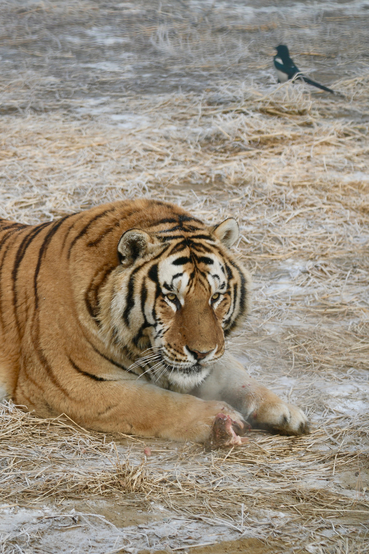 Sibirische Tiger (Panthera tigris altaica) (VII)