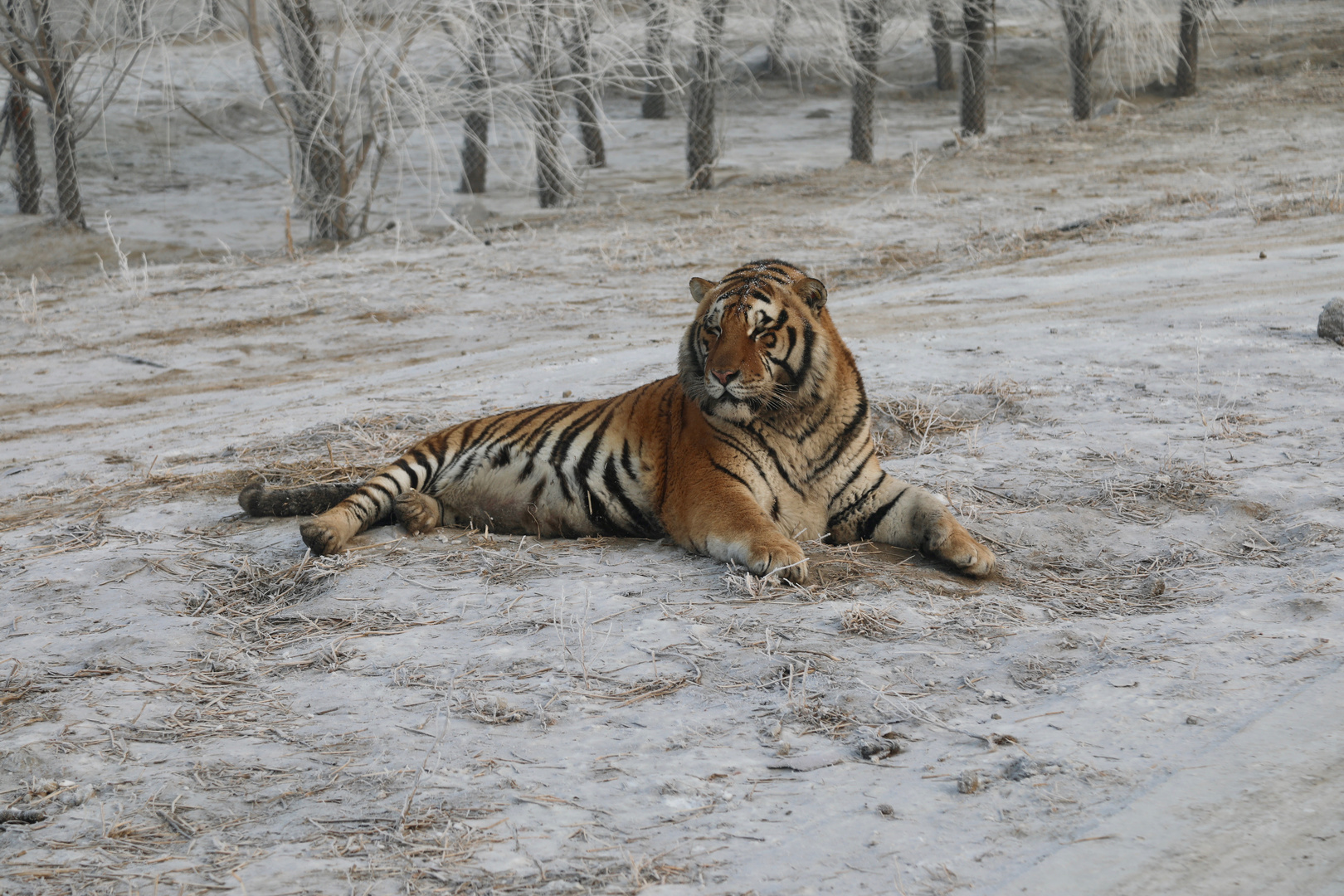 Sibirische Tiger (Panthera tigris altaica) (VIII)