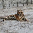Sibirische Tiger (Panthera tigris altaica) (VIII)