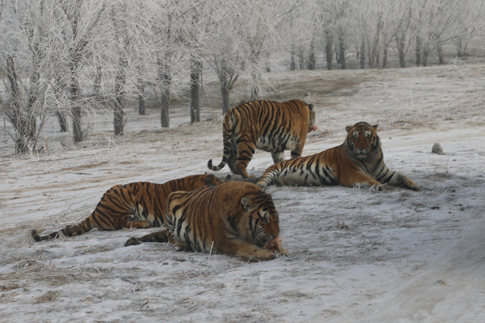 Sibirische Tiger (Panthera tigris altaica) (X)