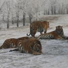 Sibirische Tiger (Panthera tigris altaica) (X)