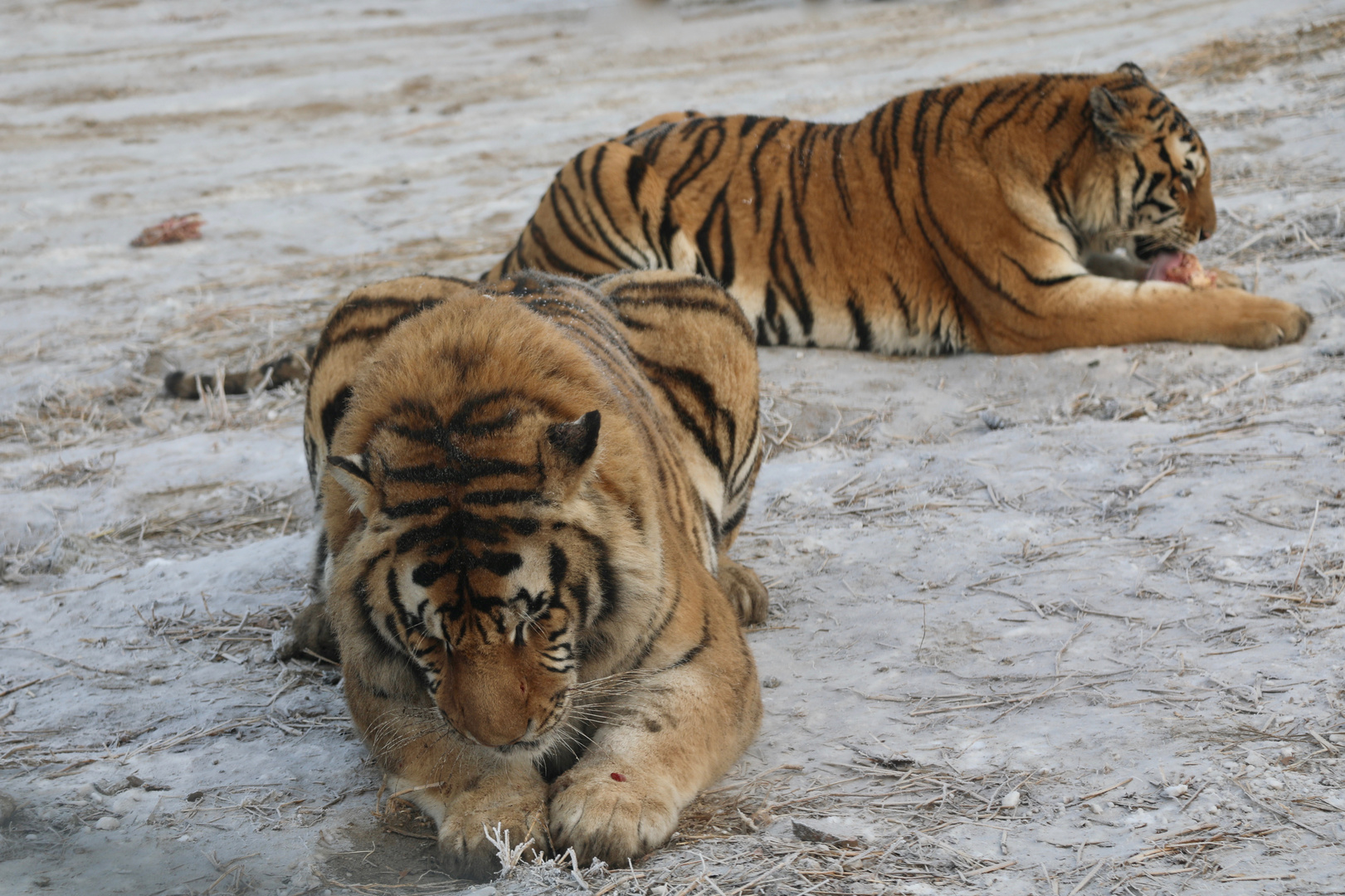 Sibirische Tiger (Panthera tigris altaica) (XI)