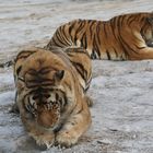 Sibirische Tiger (Panthera tigris altaica) (XI)