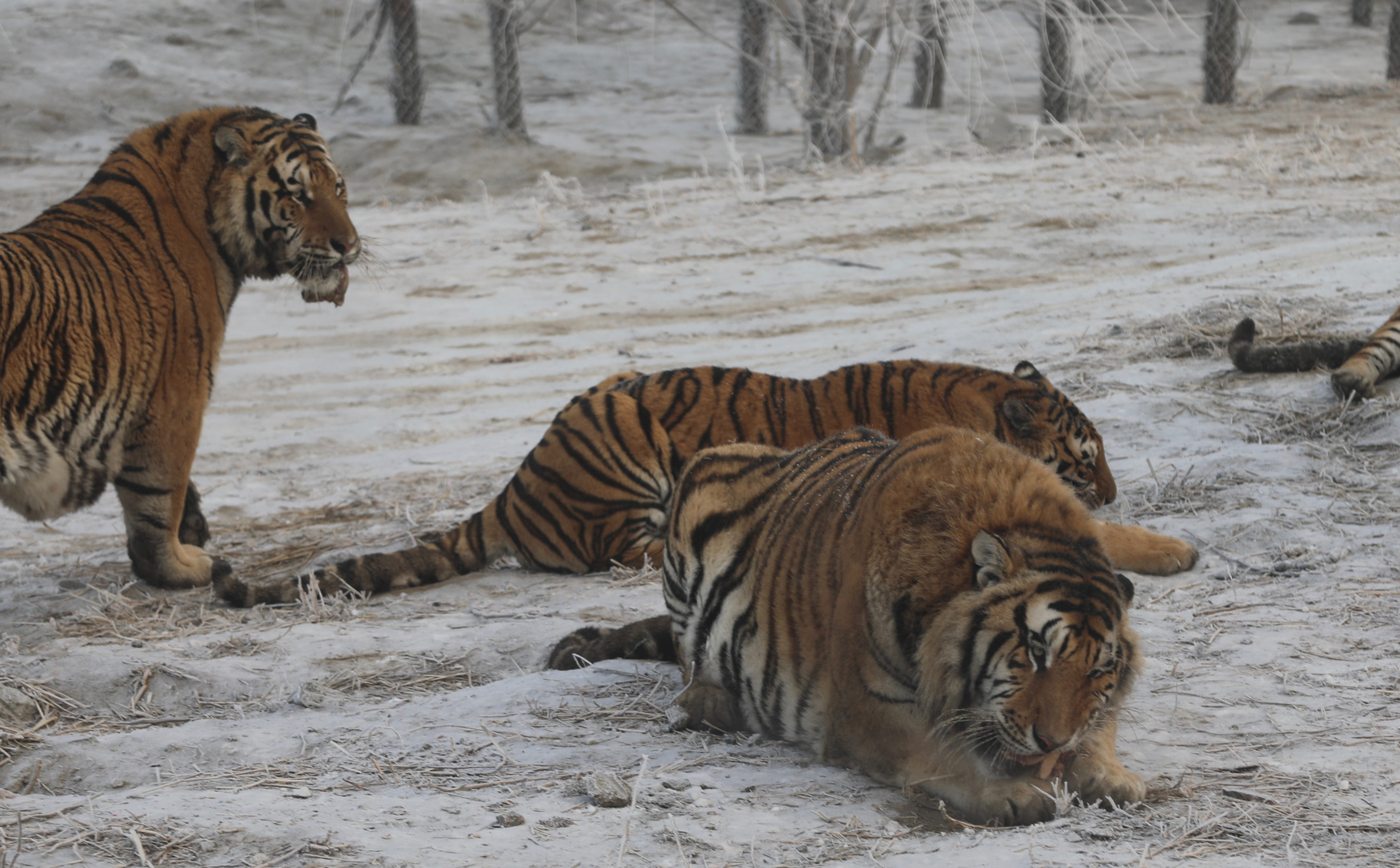 Sibirische Tiger (Panthera tigris altaica) (XII)