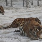 Sibirische Tiger (Panthera tigris altaica) (XII)