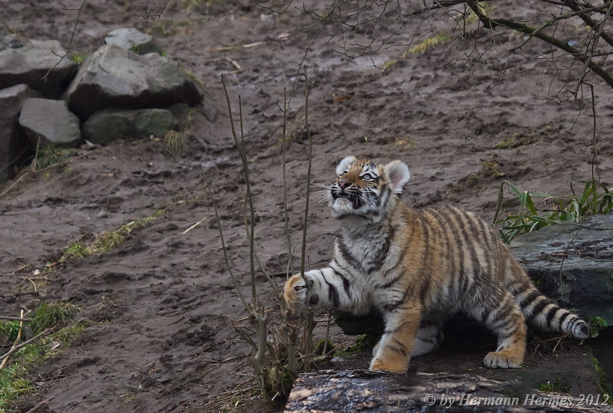 Sibirische Tigerbaby beim Spielen