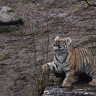 Sibirische Tigerbaby beim Spielen