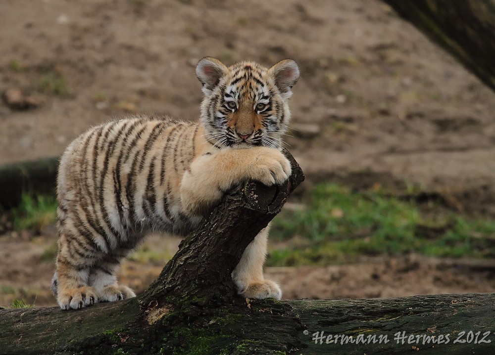 Sibirische Tigerbaby Kölner Zoo