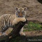 Sibirische Tigerbaby Kölner Zoo