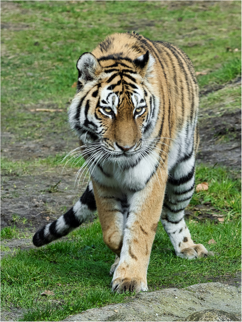 Sibirische Tigerin
