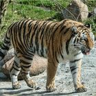 Sibirische Tigerin