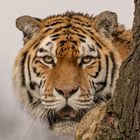 Sibirische Tigerin Dasha