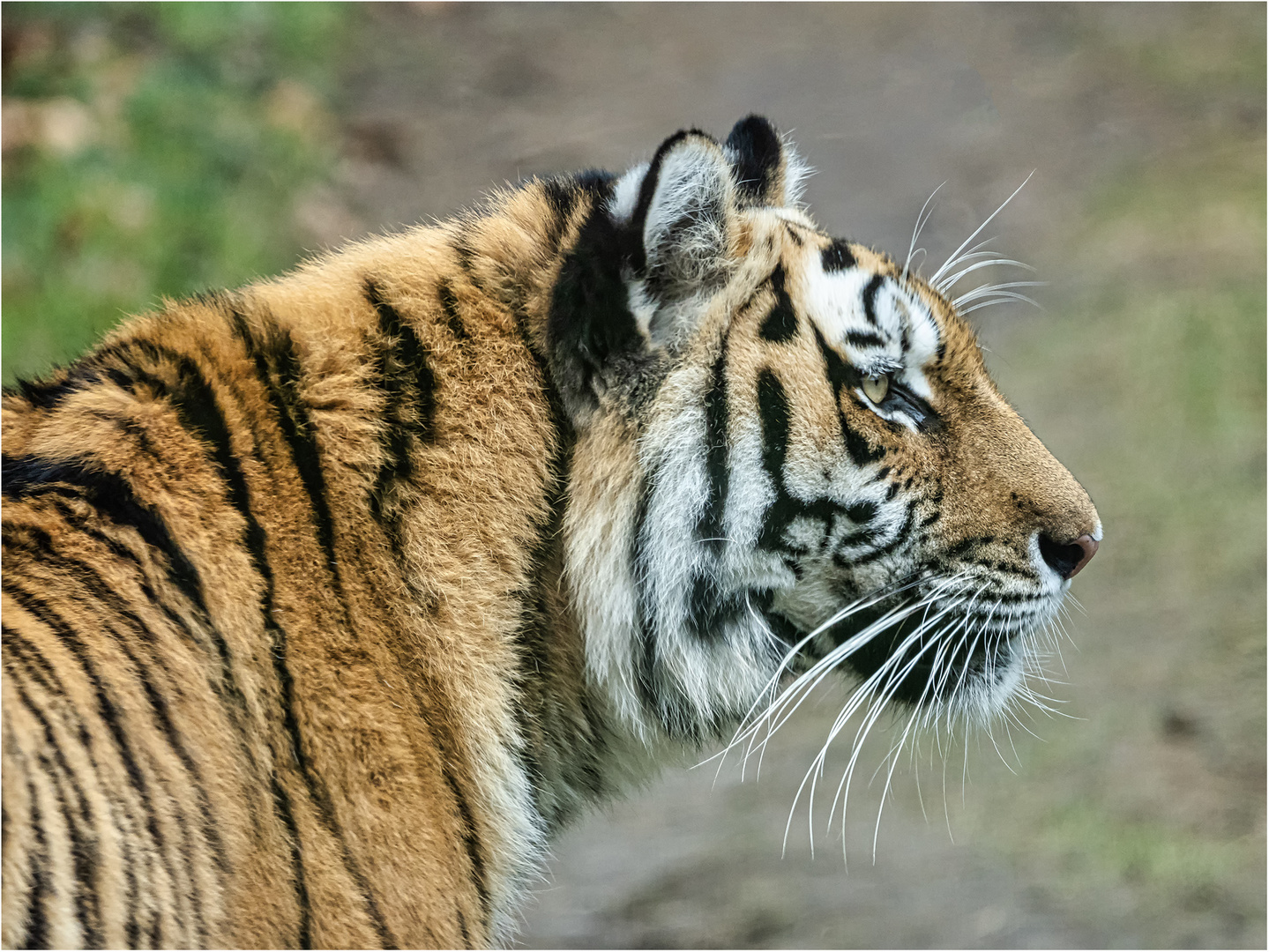 Sibirische Tigerin