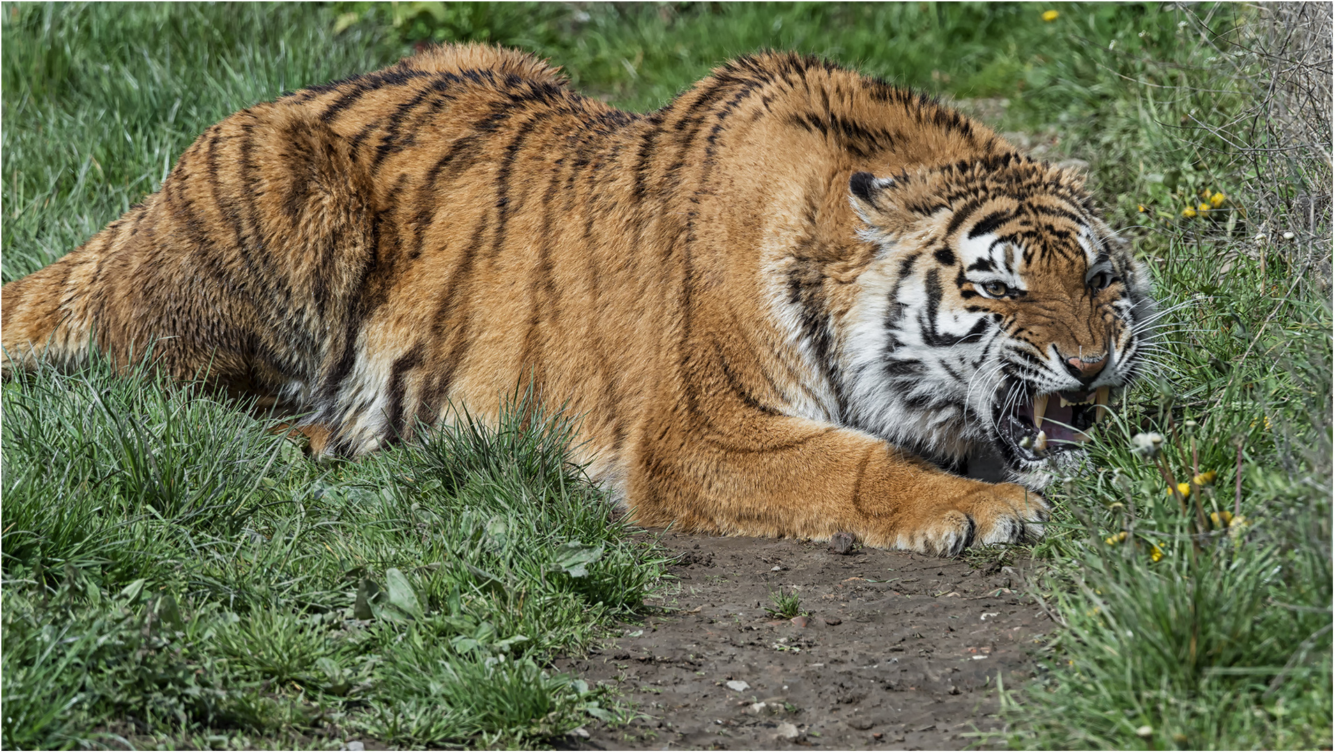 Sibirische Tigerin 