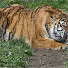 Sibirische Tigerin 