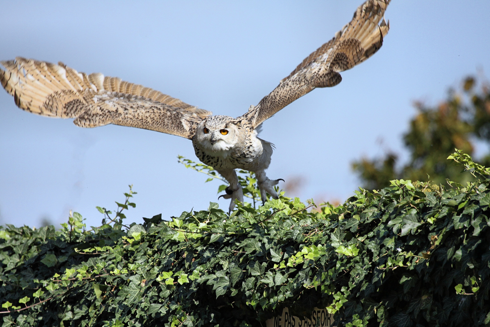 Sibirische Uhu (Bubo bubo sibiricus) Volerie des Aigles