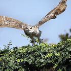 Sibirische Uhu (Bubo bubo sibiricus) Volerie des Aigles