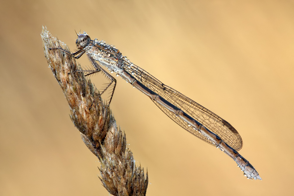 Sibirische Winterlibelle