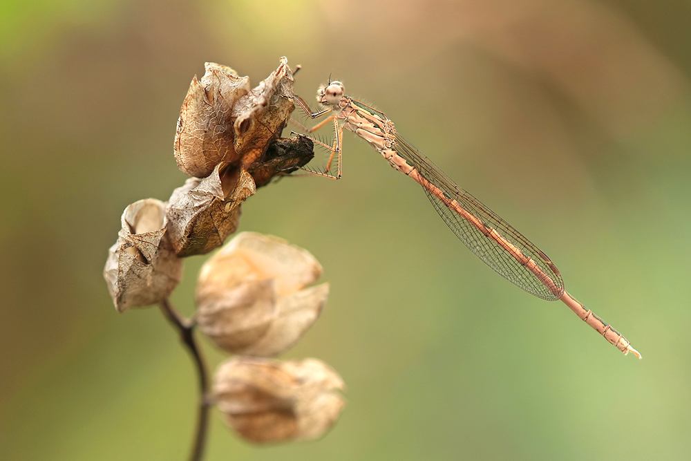 Sibirische Winterlibelle