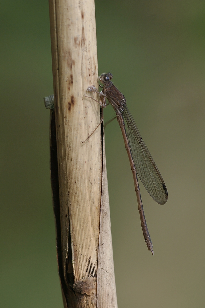 Sibirische Winterlibelle