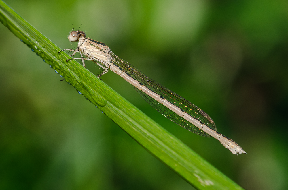 Sibirische Winterlibelle