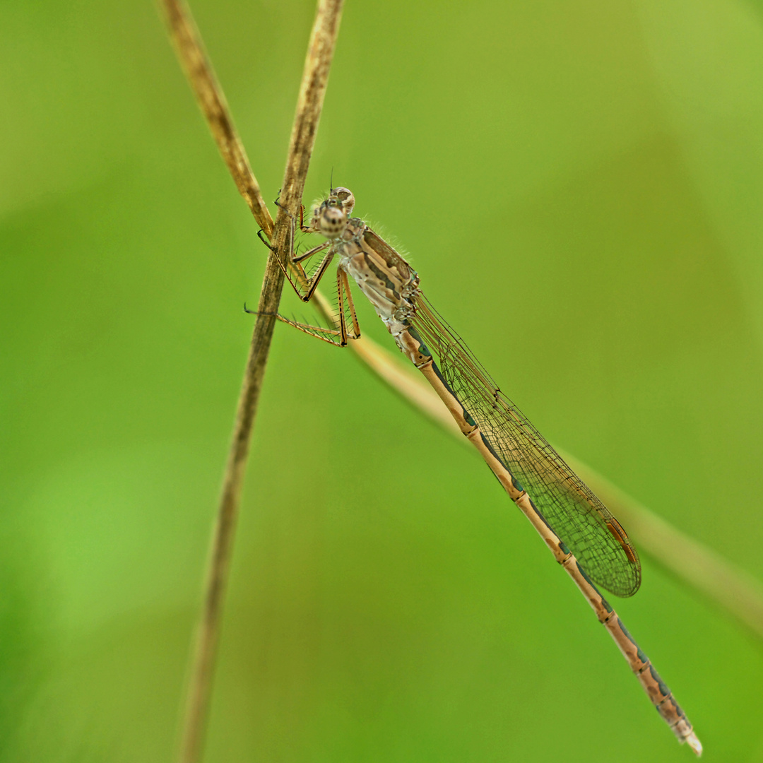 Sibirische Winterlibelle, Männchen